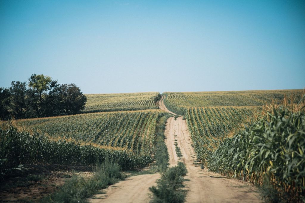 A dirt road running between rows of corn under a blue sky